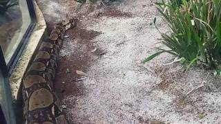 Zoológico de São PauloCobra Gigante na vitrine [upl. by Milinda]