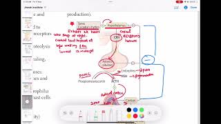 cortisol hormone part1 endocrinology 22  First Aid USMLE Step 1 in UrduHindi [upl. by Sapphira65]