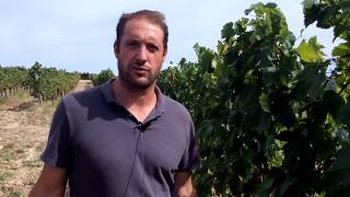 Istrian Malvasia A guide to the native variety from Istria Croatia with Dimitri Brečević [upl. by Banebrudge]