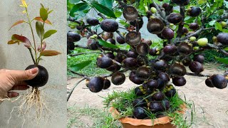 Great Technique for Grafting Mangosteen Fruit To Mangosteen Tree growing mangosteen tree [upl. by Ashbey]