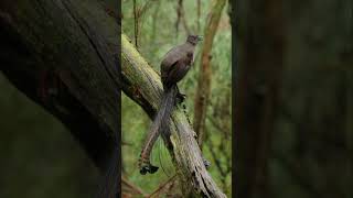 Lyrebird 3 birds wildlife birdsong [upl. by Felten]