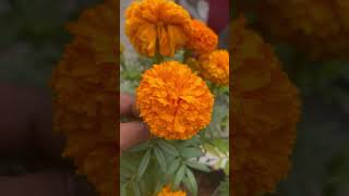 Marigold Plant Banthipvushorts youtube trending viralvideo ytshorts reels statusvideo status [upl. by Ofilia]