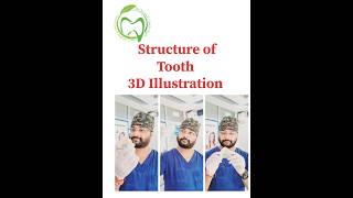 Tooth Structure 3D AnimationToothDental Anatomy illustration yt shorts dentist dentaleducation [upl. by Ennaeirb648]