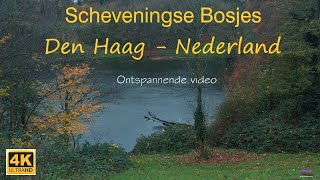 Scheveningse Bosjes Den HaagNederland in 4K Ontspannende video اروع غابات لاهاي الهولندية [upl. by Alisa]