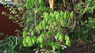 Horse Chestnut Bonsai Tree Aesculus hippocastanum [upl. by Jannery]