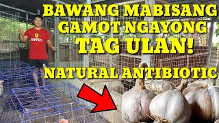 BAWANG MABISANG GAMOT SA SIPON NG ATING MGA ALAGANG MANOK NGAYONG TAG ULANNATURAL ANTIBIOTIC [upl. by Crawley]