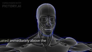 MUSCLES OF HEAD amp NECK MUSCLES MUSCLESCIENCE educationalvideos education muscles information [upl. by Iand]