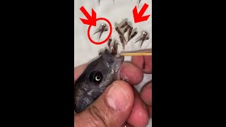 Kadango cichlid fish giving birth 😍🐬👍🙏 fish fishingvideo [upl. by Anertac]