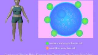 Craniosacral Rhythm Helps Cells Thrive by Tad Wanveer [upl. by Chaddy]