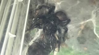 Macrothele Gigas giant Japanese funnel web update [upl. by Rayham]