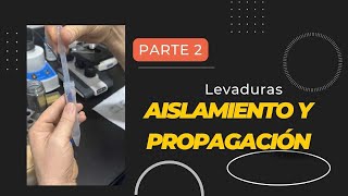 Propagación  Aislamiento  Levaduras  Fermentación  Cerveza [upl. by Tamar]