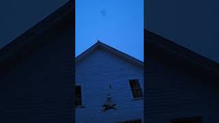 bats coming home after a night out maine countrylife nature bats barn wildlife natural [upl. by Tonya]