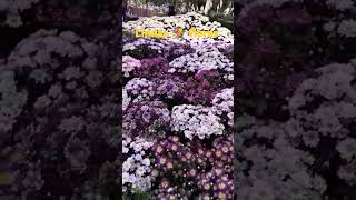 Vlog musicflores lovesong [upl. by Ennairrac96]