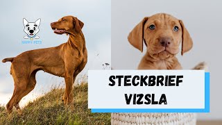 Magyar Vizsla  Steckbrief über vizsla​​ Charakter Aussehen Alltagsleben Futter Anschaffung [upl. by Siladnerb200]