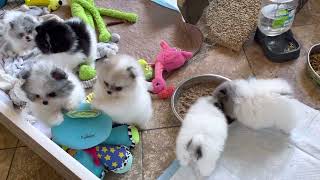 Tiny pom puppies California Pomeranian breeders [upl. by Bannasch]