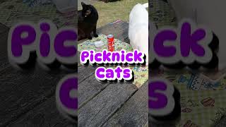 Happy Tuesday ❤️ Surprise 😺😻cutecats walkies catdad catvibes picknick instacats snacks cats [upl. by Whitson]