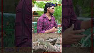 Shorts  இது தான் பச்சை ஒணான்னா😨😨  crocodile wildlife redtapetamil [upl. by Zetnwahs45]