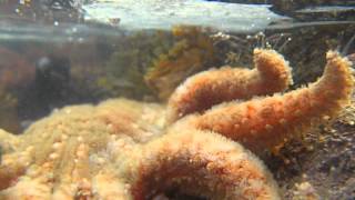 Orange Sunflower Star Pycnopodia helianthoides approaches the camera [upl. by Everara]