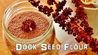 The Northwest Forager Ep 14 Dock Seed Flour [upl. by Fianna153]