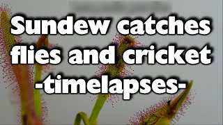 Sundew catches prey timelapses w Dcapensis pt27 [upl. by Cockburn]