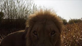 Look How EXCITED They Are  The Lion Whisperer [upl. by Giraud702]