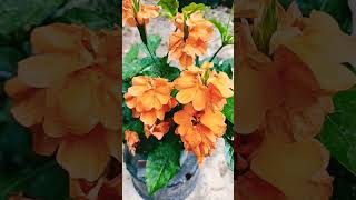 Crossandra Orange Marmalade cossandra plant flowers Imelda Ingram USA [upl. by Gibb]