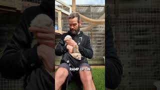 Update on Binky Ferret Pregnancy ferretbreeding [upl. by Hareema]