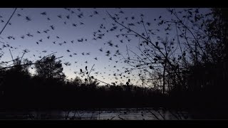 OPENING DAY OF DUCK SEASON IN ARKANSAS  THOUSANDS ON THE WATER [upl. by Harutek974]