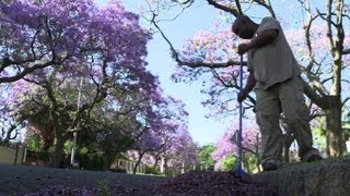 Pretorias Jacaranda trees are an alien problem [upl. by Atekehs]