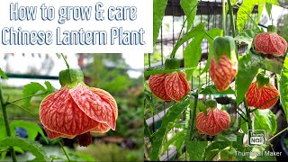 How to grow and care Chinese Lantern PlantAbutilon Pictum Chinese lantern plant पर पाए ढेरों फूल [upl. by Evets]