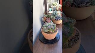 Succulent Tip Repotting A 3 Year Old Echeveria Sea Dragon 🪴 succulents suculentasplantsgarden [upl. by Gitt]