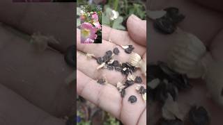 hollyhocks seeds harvesting shortsvideo  Grow green 444 [upl. by Eon931]