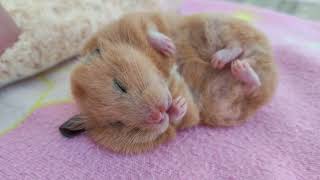 💤🐹💤 1 HOUR of the best sleep music Lullaby HAMSTERS of 2023 Magic hamster [upl. by Sibby874]