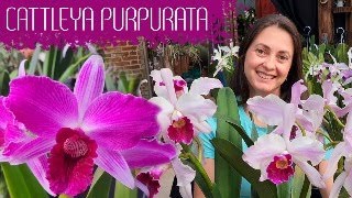 Floridas da Semana Cattleya purpurata [upl. by Ahel]