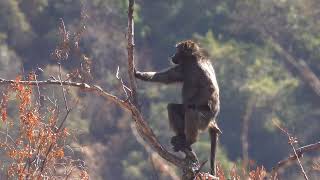 Chacma Baboon in desperate need of his family after Leopard attack wildlife pilanesbergpark [upl. by Biles]