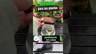 nutrientes para las plantas  Usos del jengibre para el cuidado de las flores [upl. by Sivla]