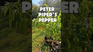 A Pepper for Peter Piper🌶🌶 [upl. by Vivianna244]