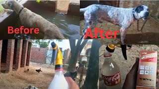 Jogi ko na hla Diya medicine ke Bully Dog vlog YouTube video Before and After viralyoutube video [upl. by Enylcaj]