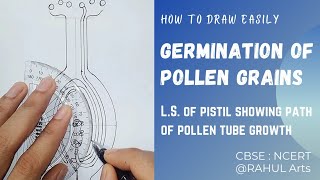 How to Draw LS of Pistil Showing Path of Pollen Tube Growth Easily Step by Step in Hindi [upl. by Euqinom]