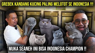 GREBEK KANDANG KUCING PALING MELOTOT SE INDONESIA  MUKA SEANEH INIBISA INDONESIA CHAMPION [upl. by Babcock]