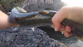 Buzz Bomb Life  Tofino Shore fishing for Coho [upl. by Therese]