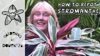 How to Repot Stromanthe  Quick amp Easy Guide [upl. by Allard625]