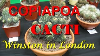 The Plant Traveller Copiapoa Cacti succulents [upl. by Pillyhp]