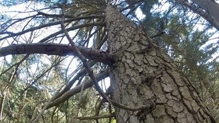 ►high tree climbing [upl. by Jarv]