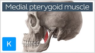 Medial Pterygoid Muscle Origin Insertion Function amp Nerve Supply  Anatomy  Kenhub [upl. by Rogers]