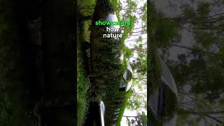 AI video🤯  Abandoned Airplane in woods ai aishorts airplane abandoned abandonedplaces forest [upl. by Aikemaj]