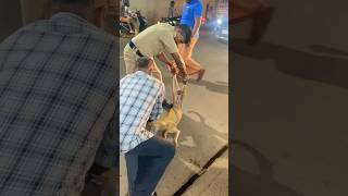 A Dog Head got stuck in a Plastic Bottle 🐶 Dog Rescue Videos Respected Palloor PoliceAfnad Vlogs [upl. by Gonroff]