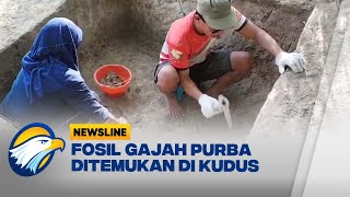 Penemuan Fosil Gajah Purba Stegodon [upl. by Eiuqram]