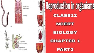 Reproductioninorganisms class12 NCERT Biology Chapter1PART3 Reproductionfor BOARDSNEETUPSC [upl. by Han407]