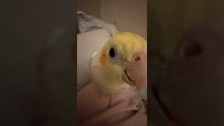 Cockatiel Singing Trainingcockatiel birds parrot cockatoosinging cute viralshorts ginger [upl. by Nairahcaz]